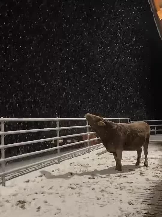 Корова впервые увидела снег и стала звездой сети