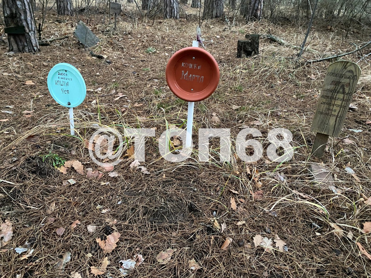 В Тамбове обнаружили самодельное кладбище домашних животных