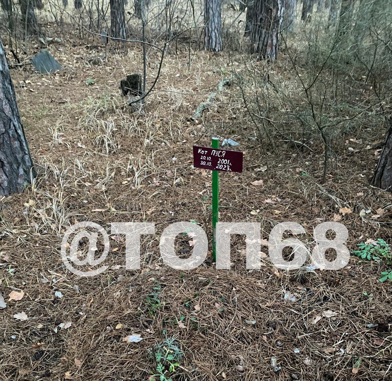 В Тамбове обнаружили самодельное кладбище домашних животных В Тамбове обнаружили самодельное кладбище домашних животных