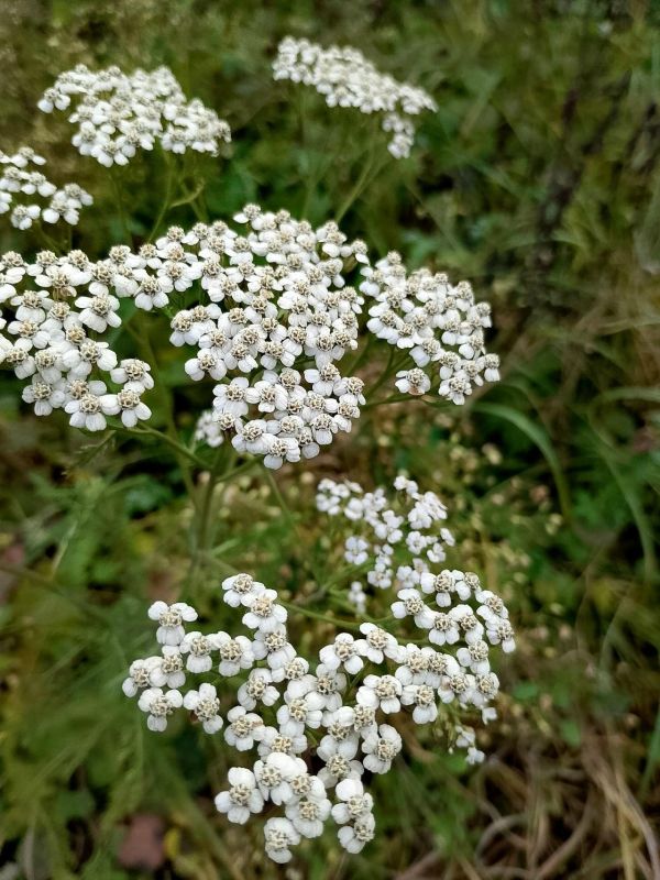 В Тамбовской области в декабре зацвёл тысячелистник