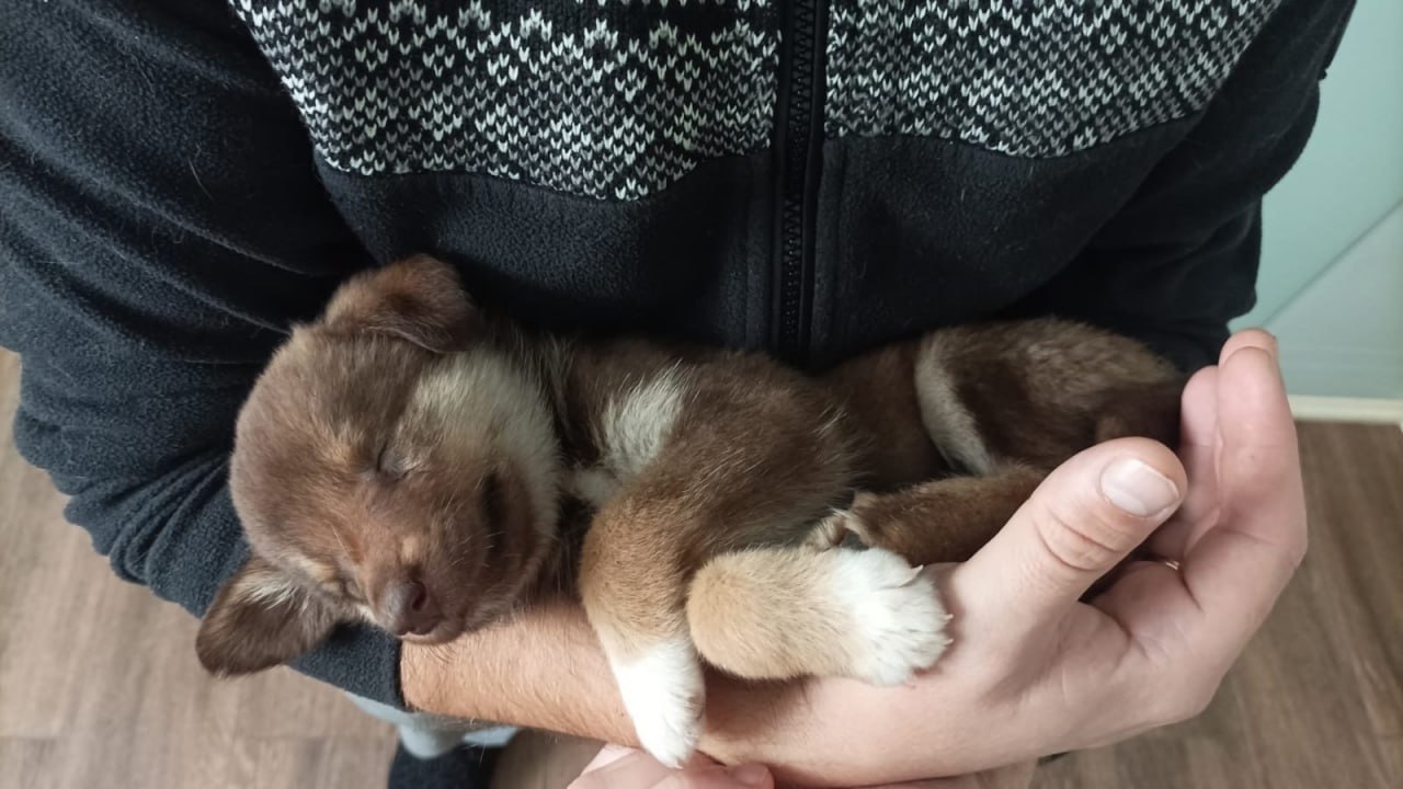 Пост добра: щенок снова ищет дом