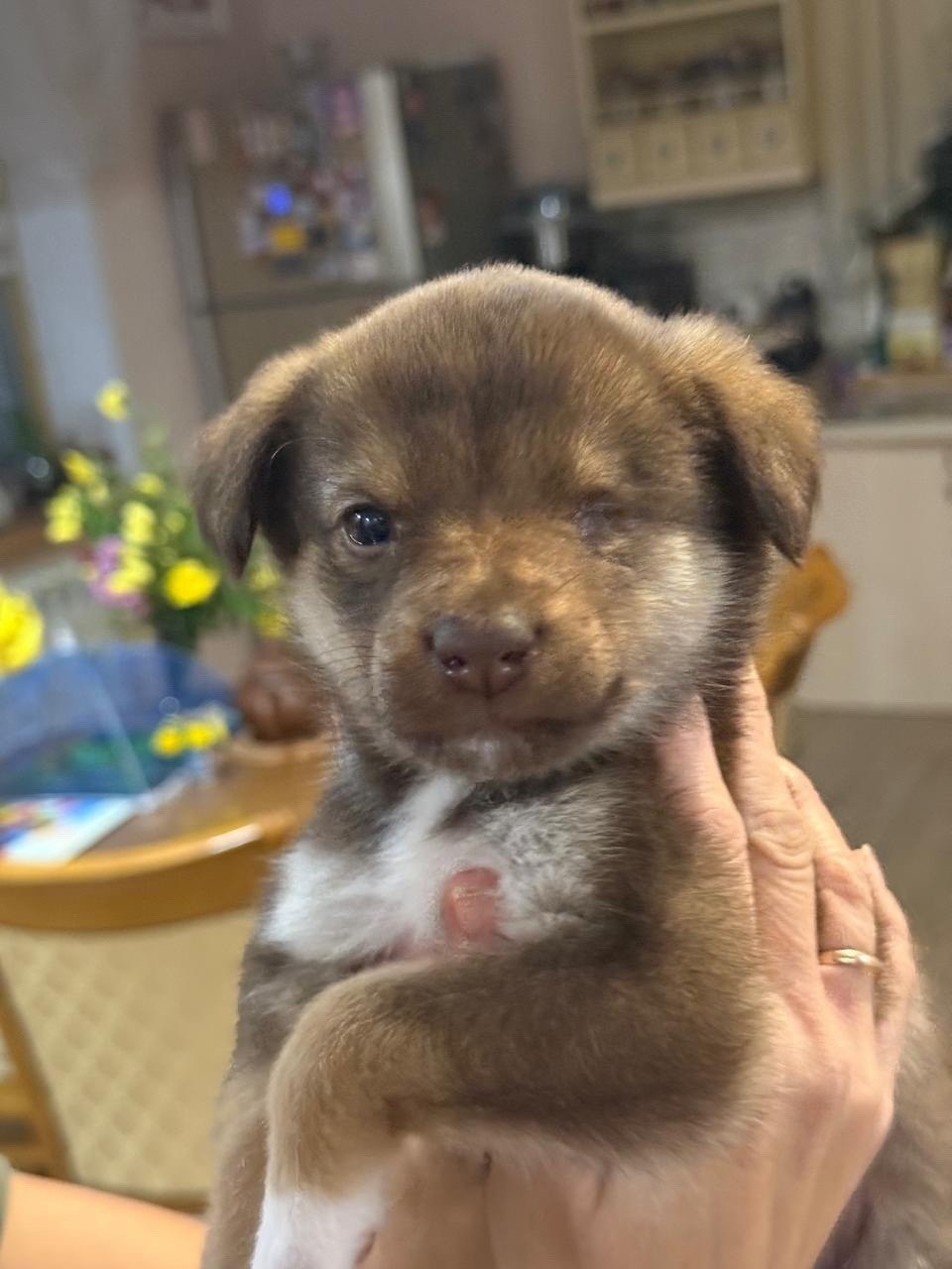 Пост добра: щенок снова ищет дом Пост добра: щенок снова ищет дом