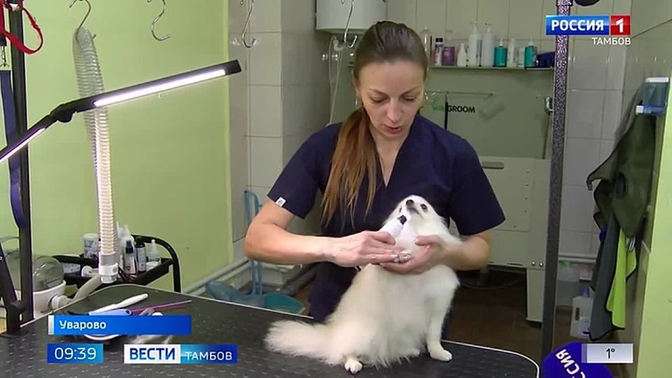 Записаться на стрижку и маникюр в Уварове теперь могут не только модницы, но и их домашние питомцы