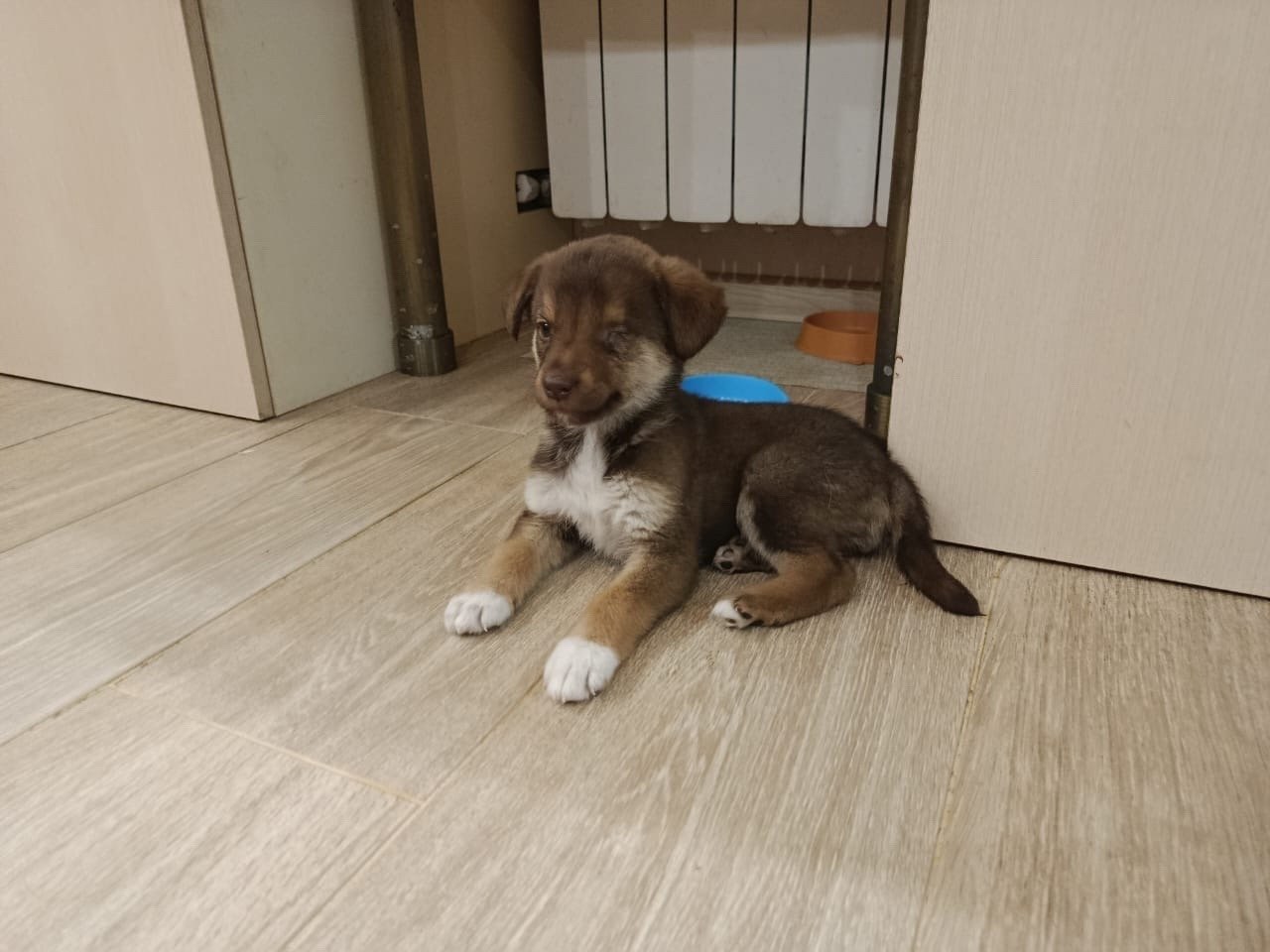 Пост добра: щенок снова ищет дом Пост добра: щенок снова ищет дом