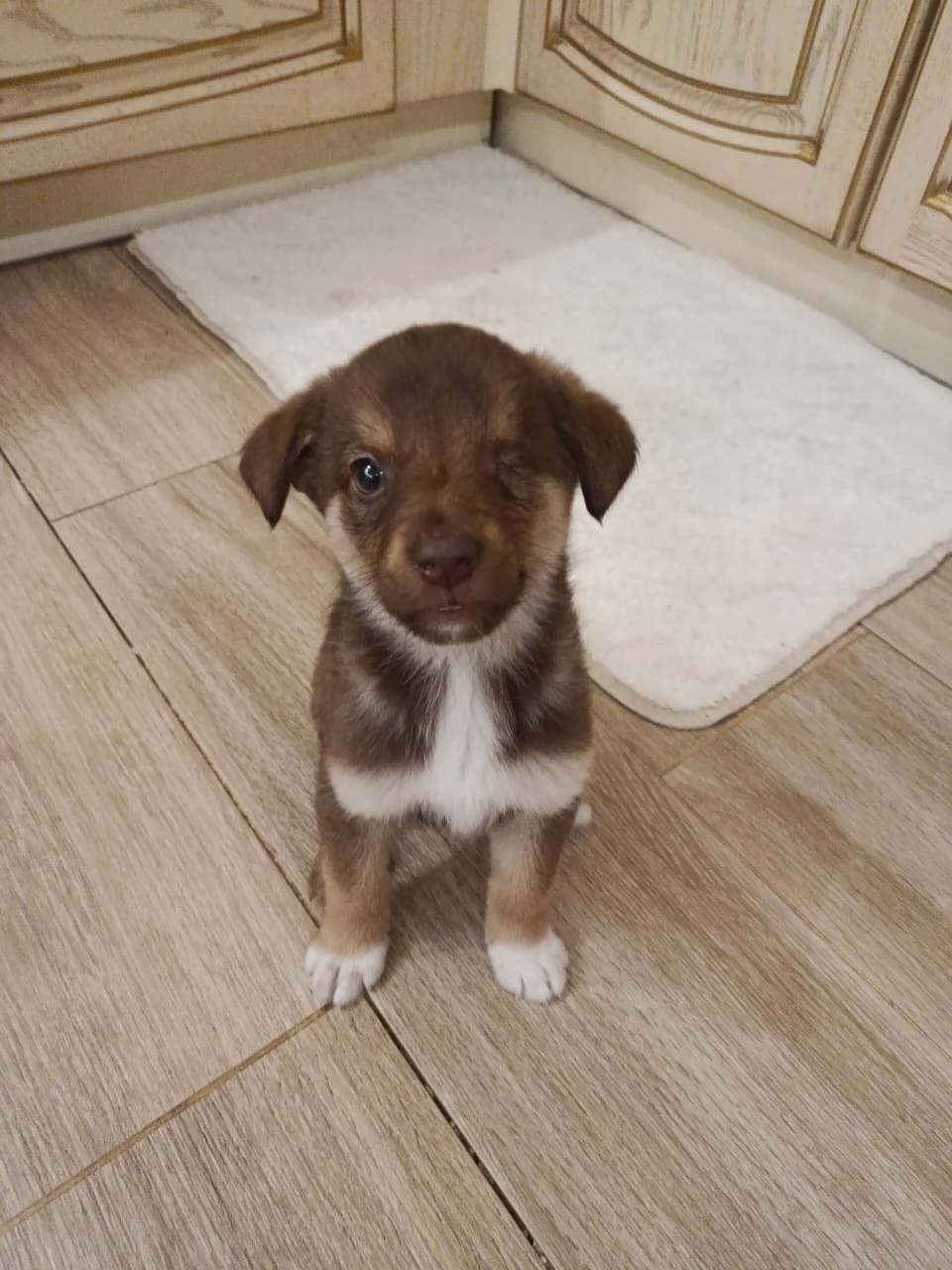 Пост добра: щенок снова ищет дом Пост добра: щенок снова ищет дом