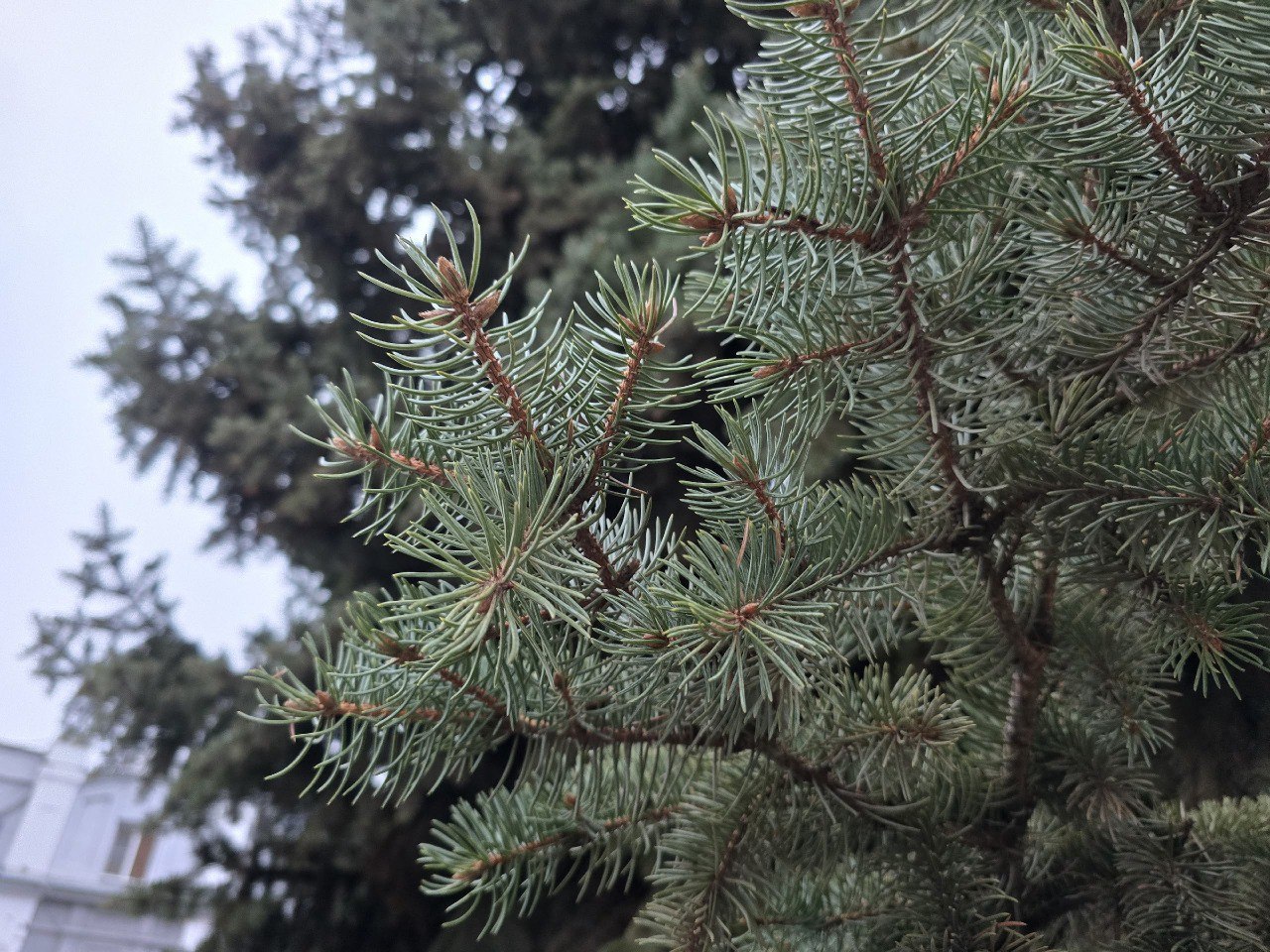 Доброе утро, Тамбов!. Во вторник будет облачно с прояснениями, без существенных осадков