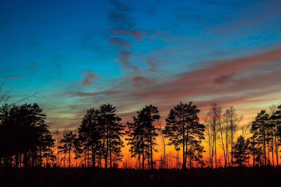 Силуэты деревьев на закате недалеко от города Рассказово