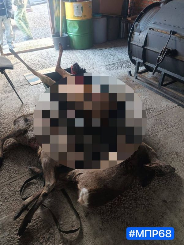 В Рассказовском округе выявлена незаконная добыча трёх косуль