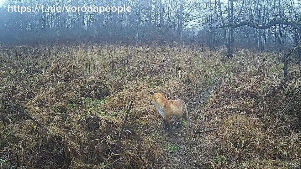 Лис мышкует!. Мышкование сложный процесс, при котором лисы используют все органы чувств и производят точные рассчёты Говорят, при наведении на цель, рыжие снайперы даже учитывают данные о магнитных полях Мы же хотим...