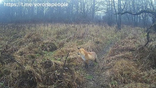 Лис мышкует!. Мышкование сложный процесс, при котором лисы используют все органы чувств и производят точные рассчёты Говорят, при наведении на цель, рыжие снайперы даже учитывают данные о магнитных полях Мы же хотим...