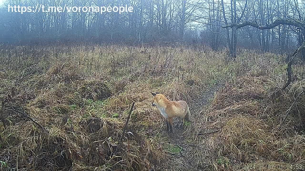 Лис мышкует!. Мышкование сложный процесс, при котором лисы используют все органы чувств и производят точные рассчёты Говорят, при наведении на цель, рыжие снайперы даже учитывают данные о магнитных полях Мы же хотим...