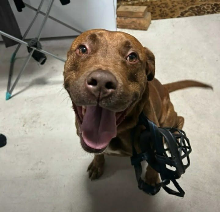 Пост добра: Арчи ищет дом. Арчи 4 года, порода - американский питбультерьер