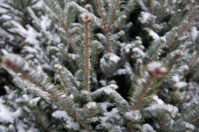 В Тамбовской области готовят 10 тысяч елей к Новому году