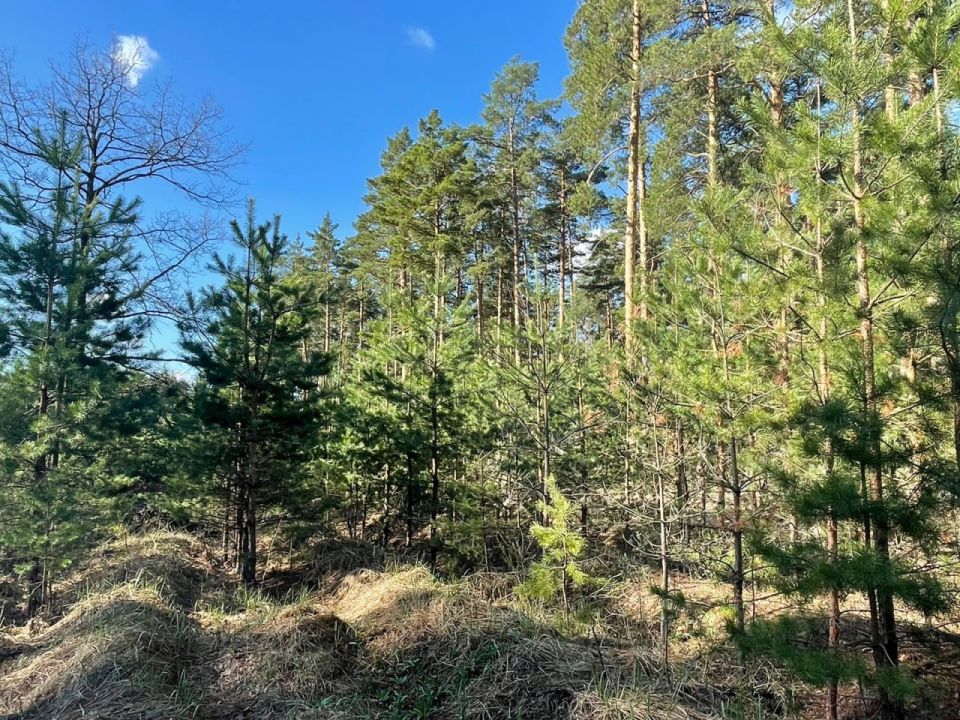 Около 10 тысяч сосен и елей заготовят к Новому году в Тамбовской области