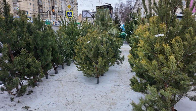 Ёлочные базары в Тамбове откроют 15 декабря