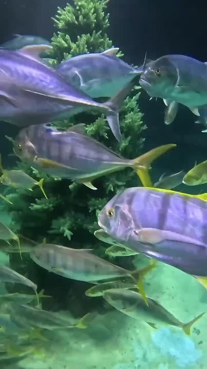 Подводная елка в "Москвариуме" завоевывает сердца