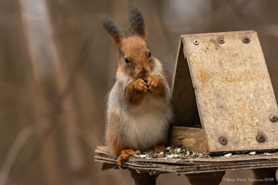 Очень вкусные семечки. Юрий Путилин
