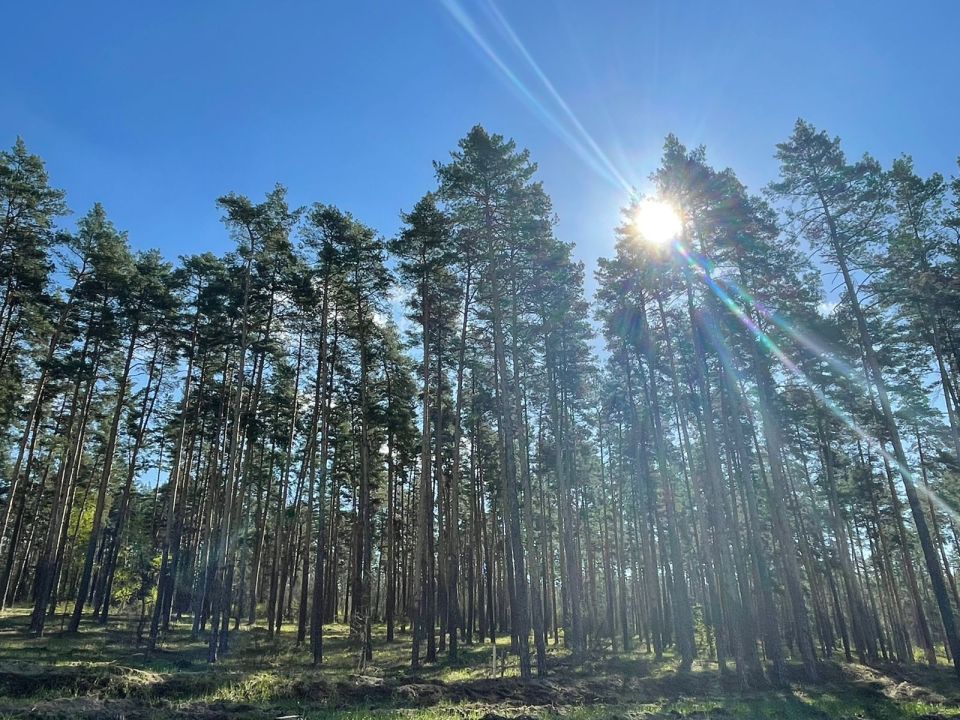 По информации департамента лесного хозяйства Тамбовской области, в преддверии новогодних праздников в лесах региона усилили патрулирование для борьбы с незаконной вырубкой хвойных деревьев