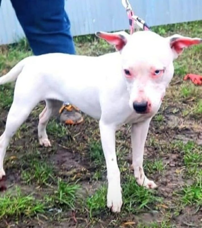 Пост добра: особенные собаки ищут дом