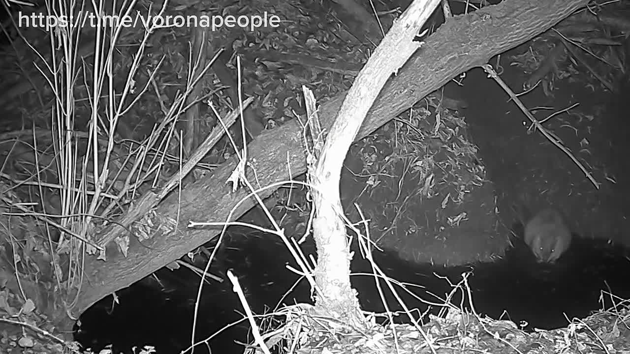 Бобры готовятся к зиме: ремонт хаток начался