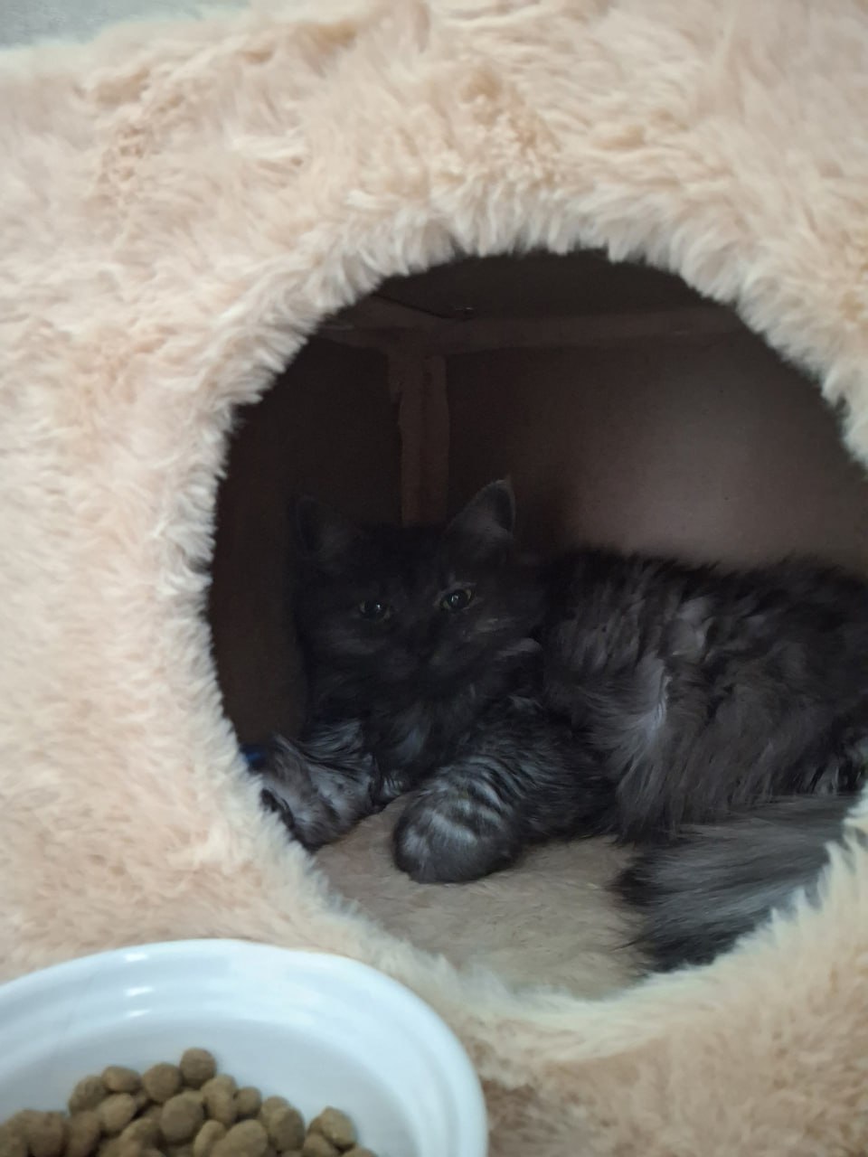 Хорошие новости! Кошка Милица из котокафе обрела семью Хорошие новости! Кошка Милица из котокафе обрела семью