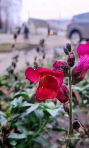 Декабрь в Инжавино: вместо морозов — цветы