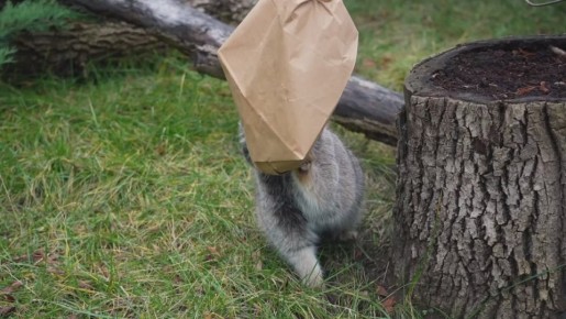 Манул Тимофей официально завершил зажировку