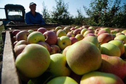 В Тамбовской области собрали более 21 тысячи тонн яблок