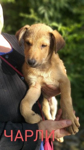 Пост добра: собаки ищут дом