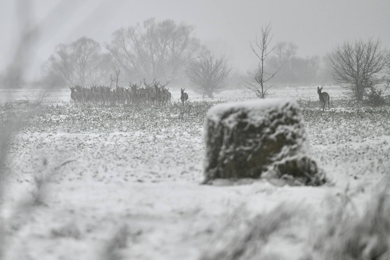 Евгений Первышов: Сегодня выпустили в природную среду на территории Моршанского округа 100 молодых европейских благородных оленей Евгений Первышов: Сегодня выпустили в природную среду на территории Моршанского округа 100 молодых европейских благородных оленей