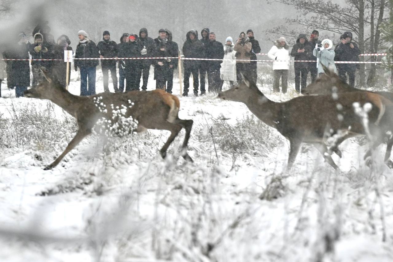 Сегодня в природную среду на территории Моршанского округа выпустили 100 молодых европейских благородных оленей