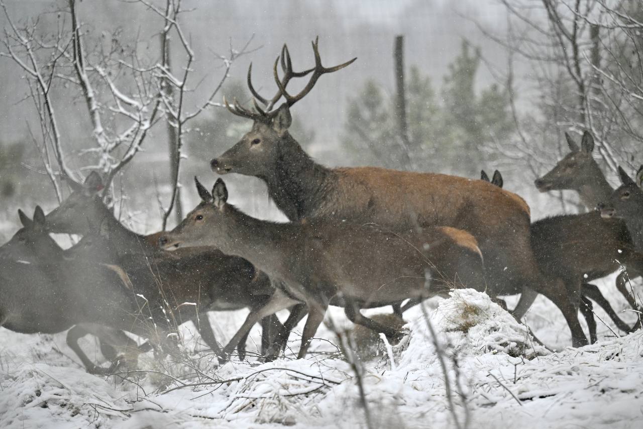 Сегодня в природную среду на территории Моршанского округа выпустили 100 молодых европейских благородных оленей Сегодня в природную среду на территории Моршанского округа выпустили 100 молодых европейских благородных оленей