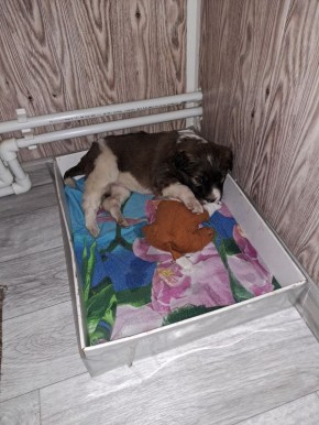 Пост добра: щенок ищет дом