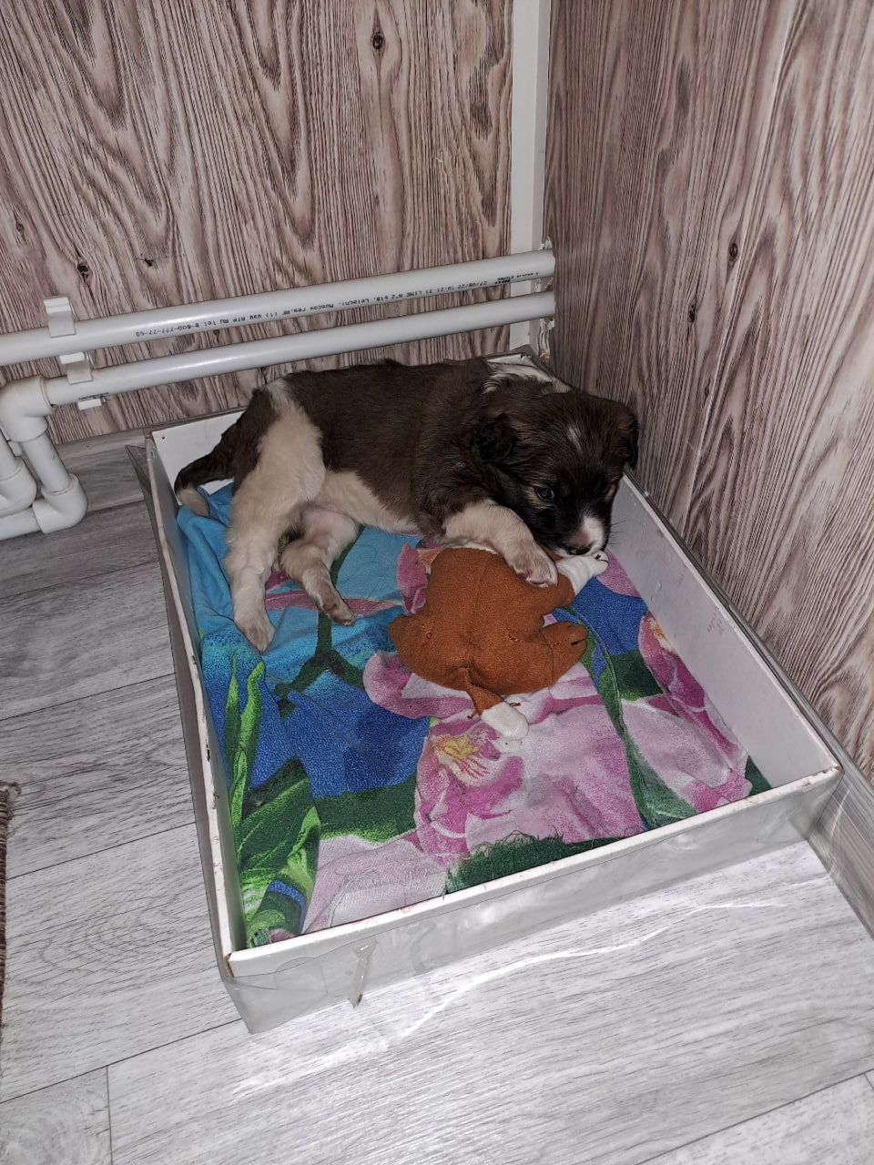 Пост добра: щенок ищет дом