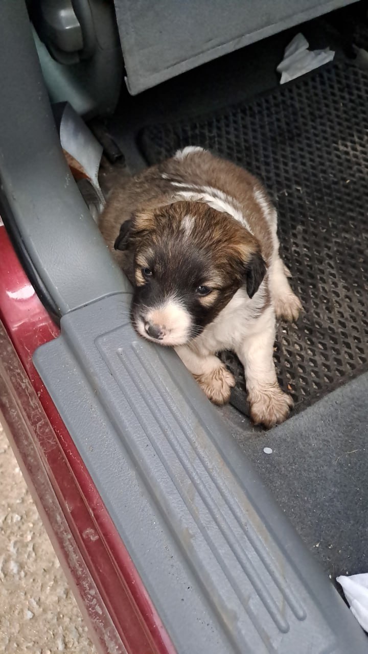 Пост добра: щенок ищет дом Пост добра: щенок ищет дом