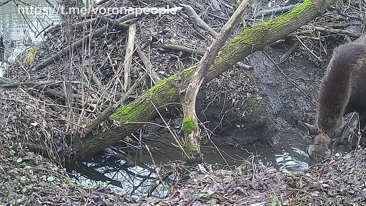Хорошо живут бобры У них даже вода вкуснее Лось зашёл по-соседски водички попить