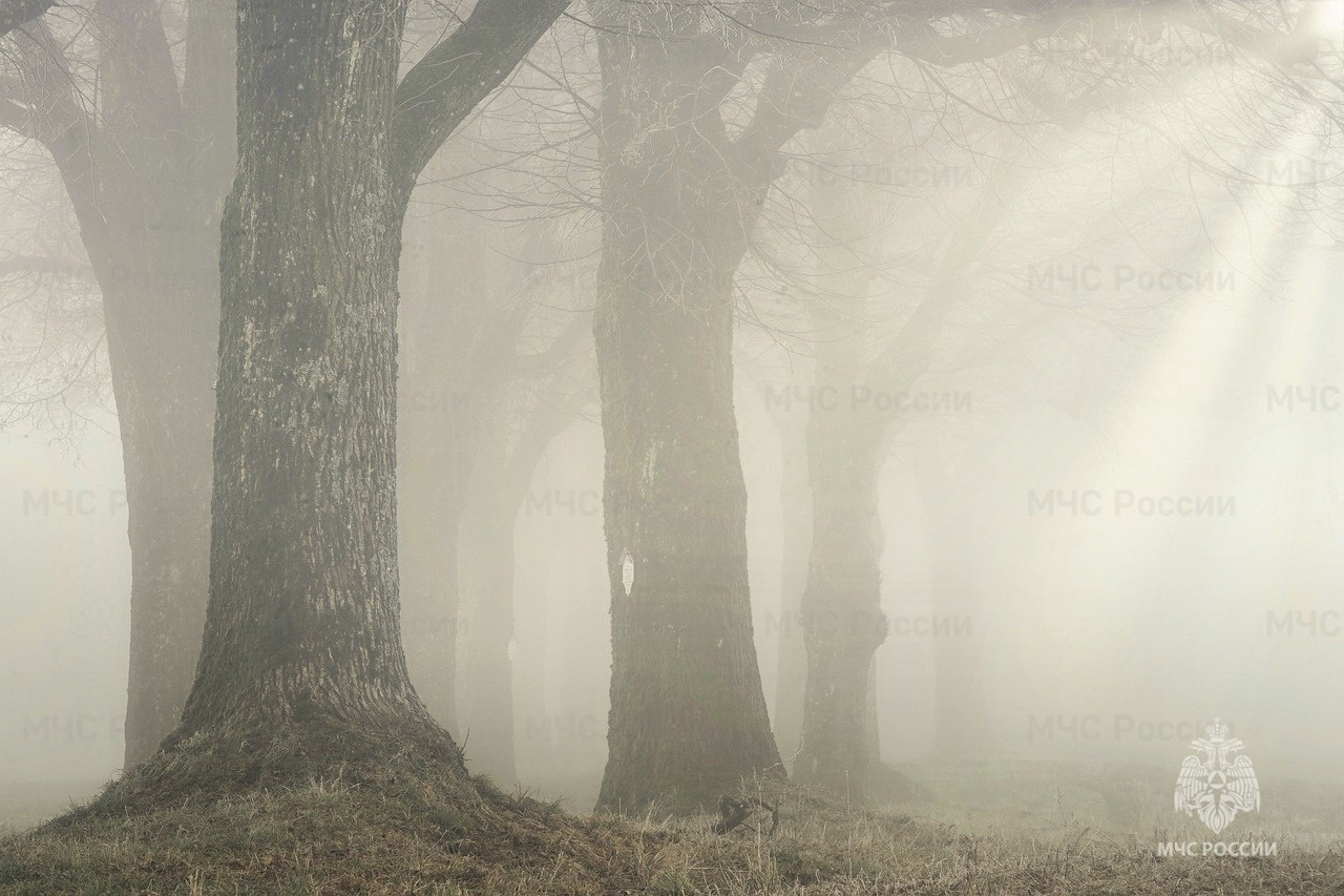 Ожидается туман. По данным Тамбовского ЦГМС на территории Тамбовской области в ближайшие 1-3 часа ожидается туман видимостью 200-500 метров