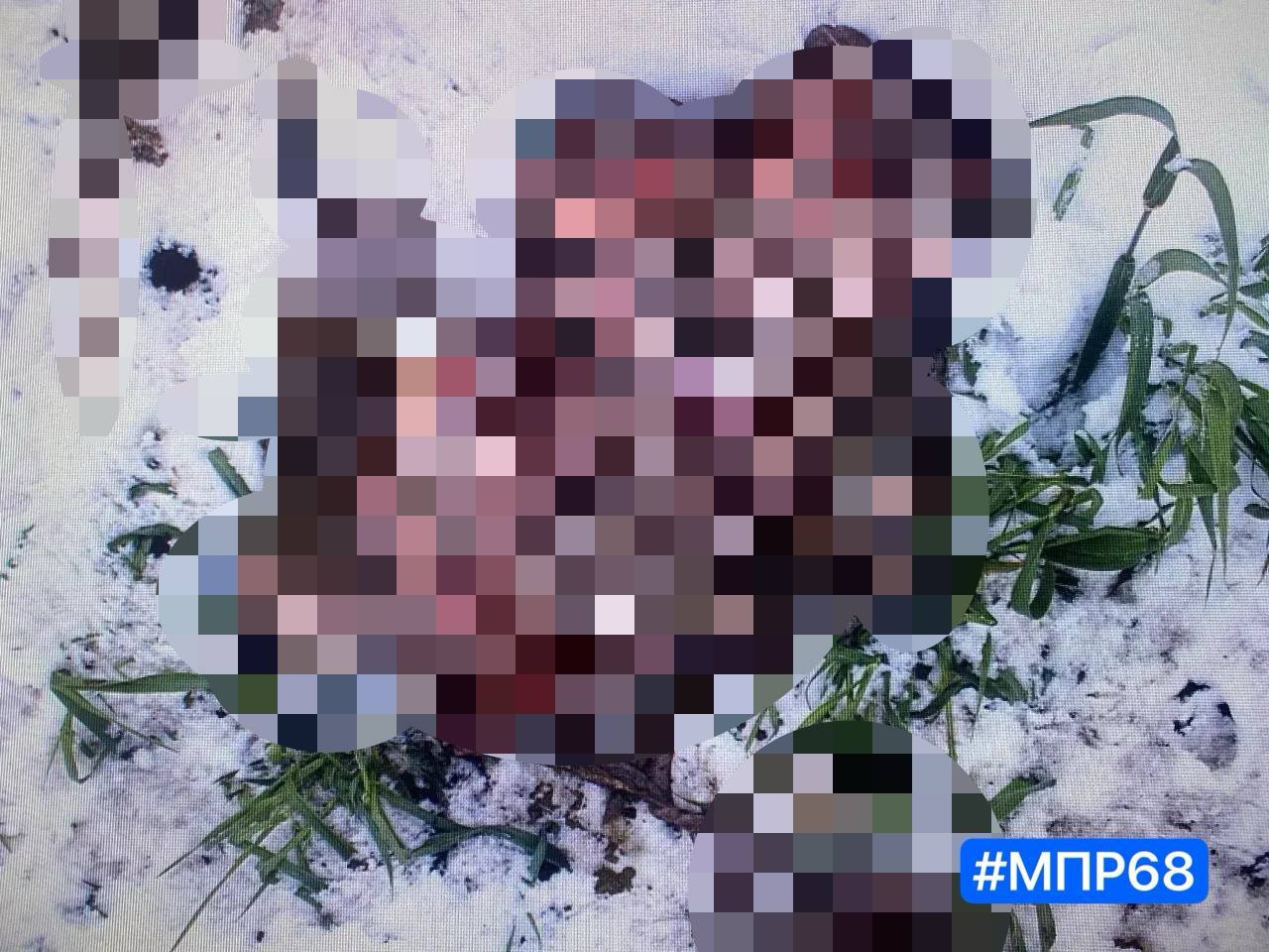 Минэкологии региона разыскивает браконьеров, убивших лося в Ржаксинском округе