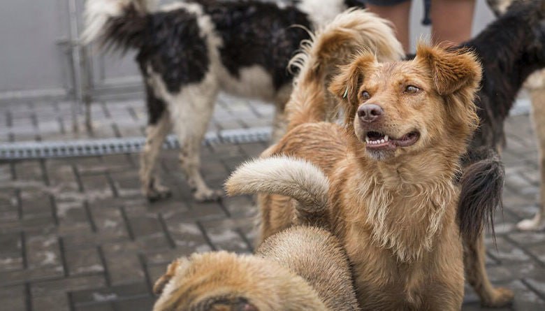 В Тамбове ребёнку, пострадавшему от укуса бродячей собаки, выплатят компенсацию
