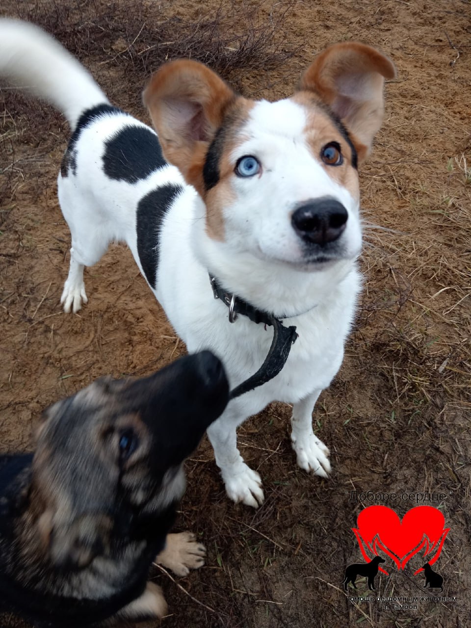 Пост добра: Джон ищет дом. Джон - крупный пёс с красивым окрасом и яркими глазами Пост добра: Джон ищет дом. Джон - крупный пёс с красивым окрасом и яркими глазами