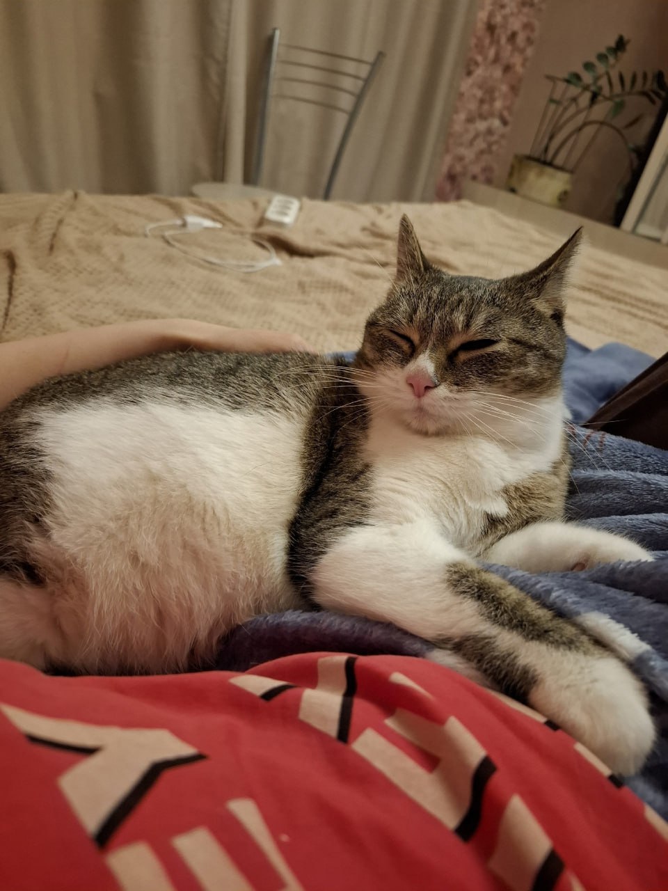 Хорошие новости! Кошка Эльза из Котокафе обрела семью Хорошие новости! Кошка Эльза из Котокафе обрела семью