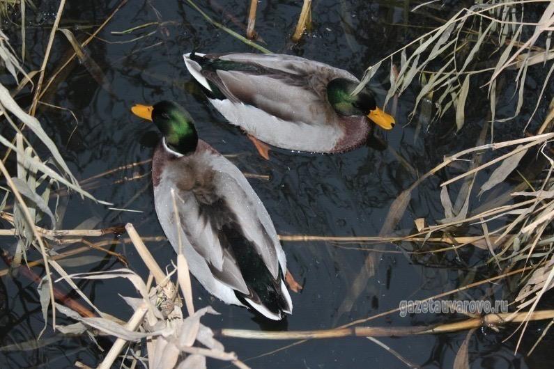 Жителям Уварово предлагают приютить уток на зиму
