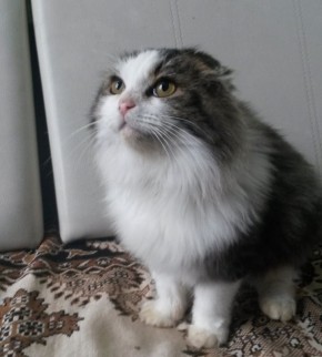 Пост добра: кот ищет дом. Кота нашли в Тамбове во дворе дома