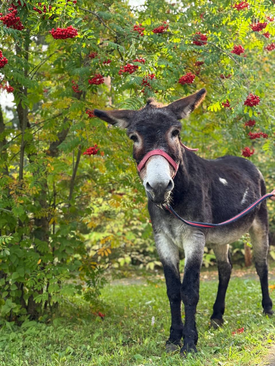 Ослик Жорик, возивший снаряды для бойцов СВО, переехал жить в Московский зоопарк Ослик Жорик, возивший снаряды для бойцов СВО, переехал жить в Московский зоопарк