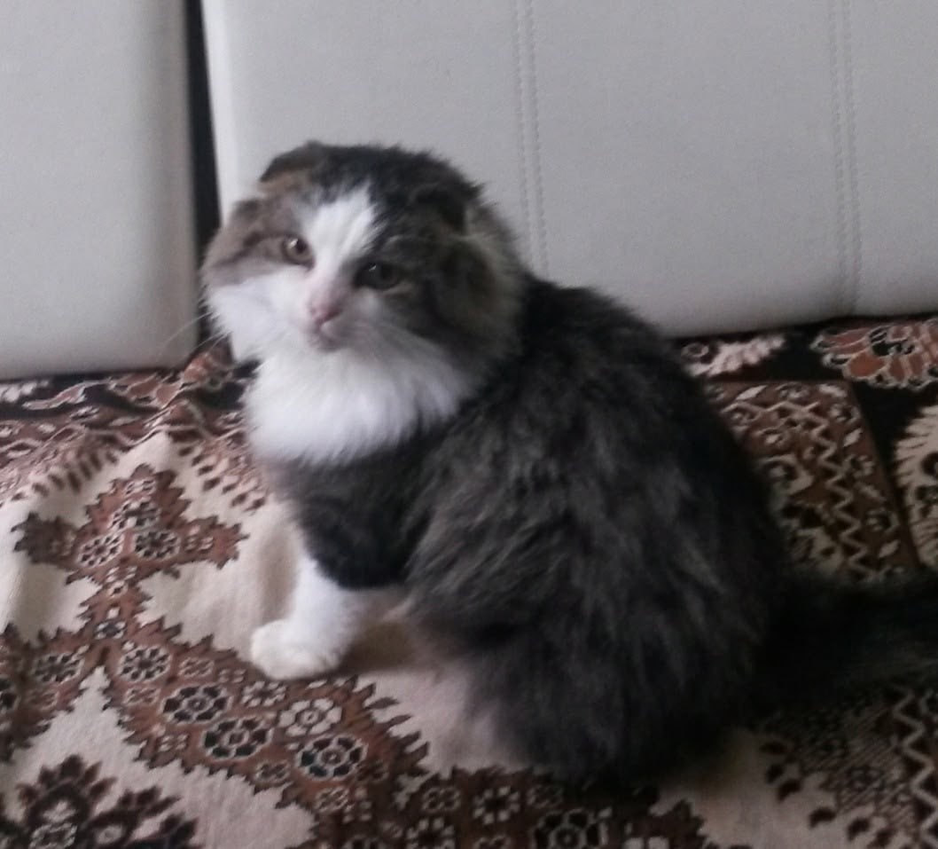 Пост добра: кот ищет дом. Кота нашли в Тамбове во дворе дома Пост добра: кот ищет дом. Кота нашли в Тамбове во дворе дома