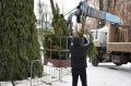 В городском парке культуры и отдыха Тамбова впервые установят большую ёлку