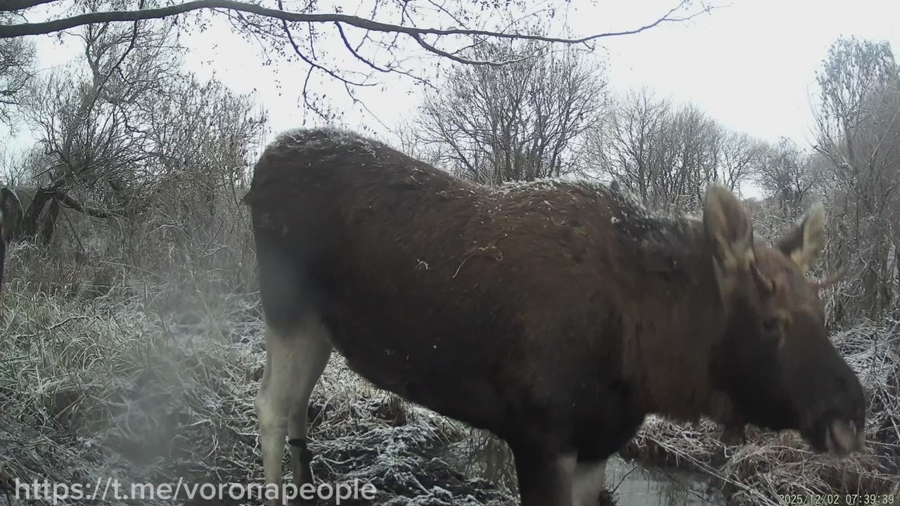 Возраст лося (мужского пола) можно определить по рогам
