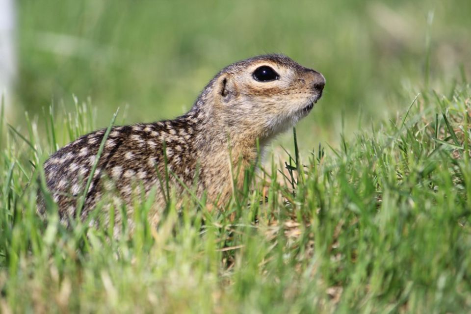 � ����������� ����������� � 2 ���� ����������� ��������� ������������� ��������� ��������