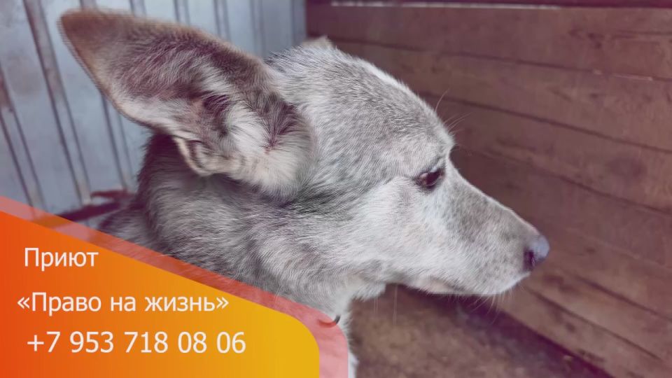 ���� ����� � "����� ����": ������ ���� ���