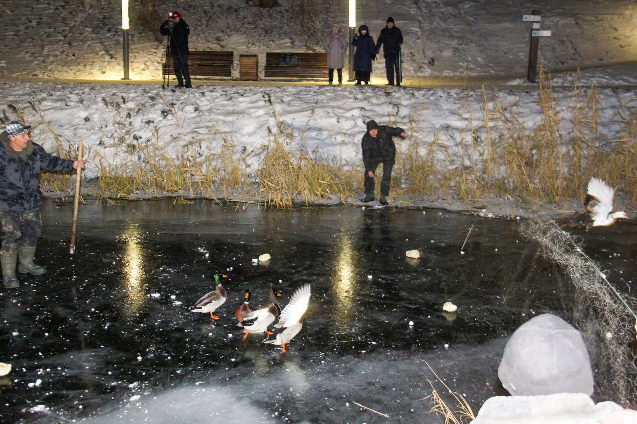 Дикие утки, которые поселились в пруду города Уварово, обрели дом на зиму Дикие утки, которые поселились в пруду города Уварово, обрели дом на зиму
